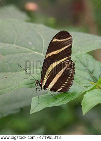 Natural Closeup On The Zebra Heliconian Longwing Sitting With Closed Wings On A Green Leaf
