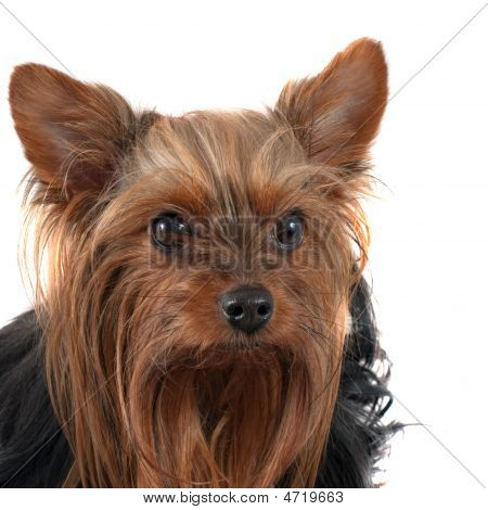 Yorkshire Terrier