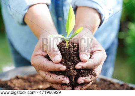 Tree Growing With Hand, Eco Earth Day, Save World, Save Earth, Go Green
