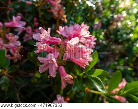 Close-up Shot Of The Tall Shrub - Alpenrose, Snow-rose Or Rusty-leaved Alpenrose (rhododendron Ferru