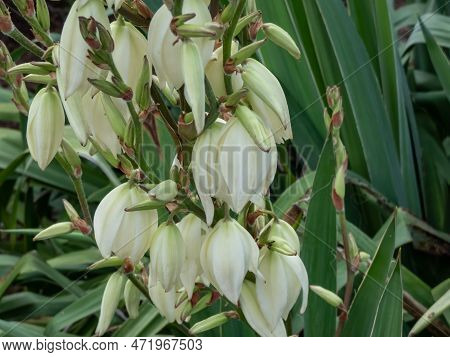 Adam's Needle And Thread, Common Yucca, Spanish Bayonet And Spoon-leaf Yucca (yucca Filamentosa) Flo