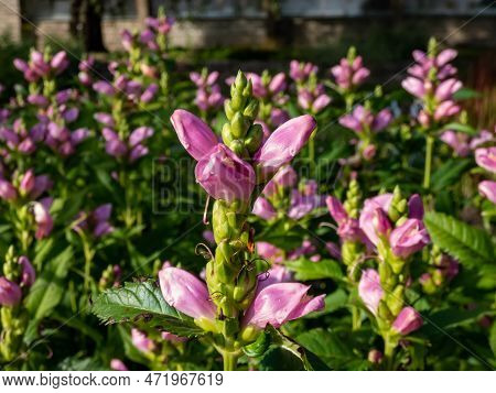 The Turtlehead, Pink Or Lyon's Turtlehead (chelone Lyonii) Flowering With Hooded, Snapdragon-like, T