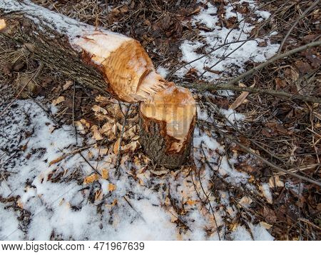 Big, Birch Tree Trunk With Beaver Activity Damage And Signs On Wood Trunk From Teeth. Tree Cut By Be