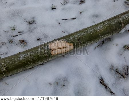 Big Tree Trunk With Beaver Activity Damage And Signs On Wood Trunk From Teeth. Tree Cut By Beaver Fa