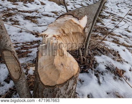 Big Tree Trunk With Beaver Activity Damage And Signs On Wood Trunk From Teeth. Tree Cut By Beaver Fa