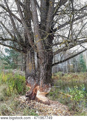 Big, Growing Tree With Impressive Beaver Damage And Signs On Wood Trunk From Teeth. Tree Almost Cut 