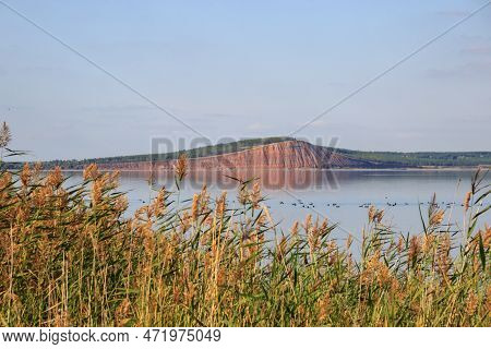 Steep Red Clay Shores Of The Lake In Summer. Ducks Feed In Shallow Water In Reed Beds.