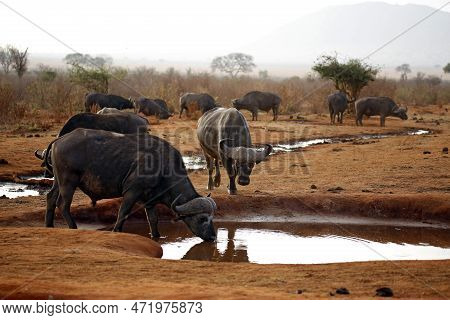 African Buffalos (syncerus Caffer Caffer, Aka Cape Buffalo) At The Waterhole. Tsavo East, Kenya
