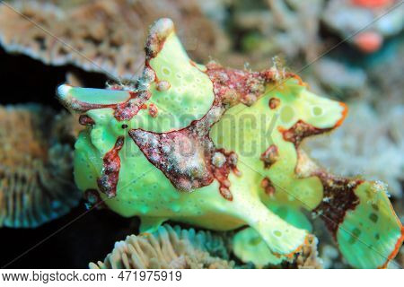 Clown Frogfish (antennarius Maculatus, Aka Warty Frogfish). Flores, Komodo National Park, Indonesia