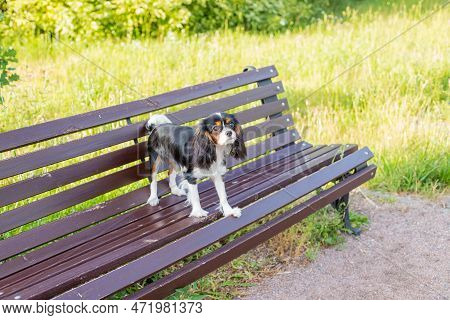 Tricolor Dog On Bench. Cavalier King Charles Spaniel In Park. Puppy Spaniel, Small Dog Lies On Brown