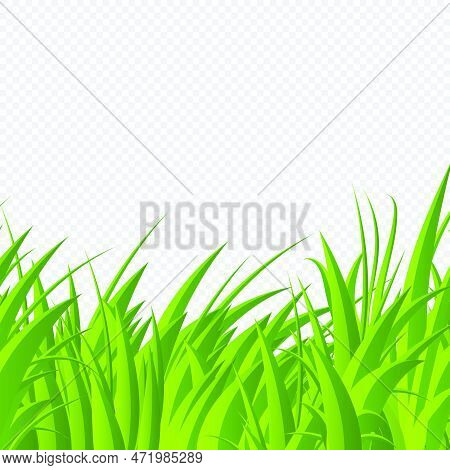 Green Grass Blades. Green Grass Isolated Background. Realistic Green Grass. Fresh Summer Plants. Vec