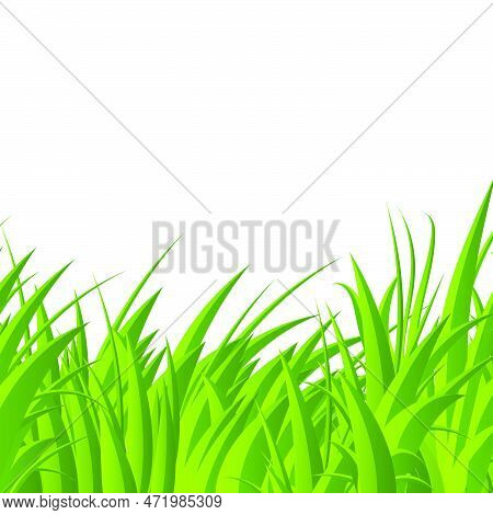 Green Grass Blades. Green Grass Isolated Background. Realistic Green Grass. Fresh Summer Plants. Vec