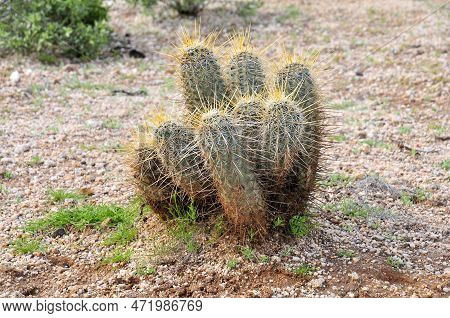 Hedge Hog Cactus In The Winter Arizona Desert