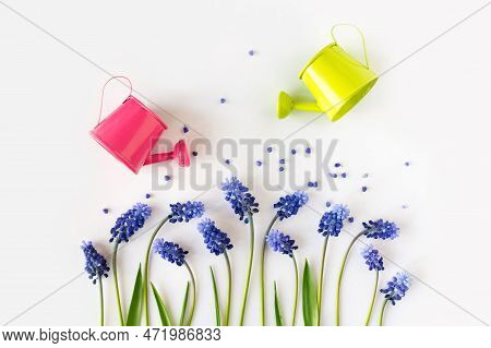 Muscari And Little Watering Cans On White Background, Flat Lsy, Top View, Copy Space