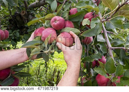 Apple Orchard, Harvest Time. Red Ripe Apples On Apple Tree. Hands Picks Red Ripe Apple.