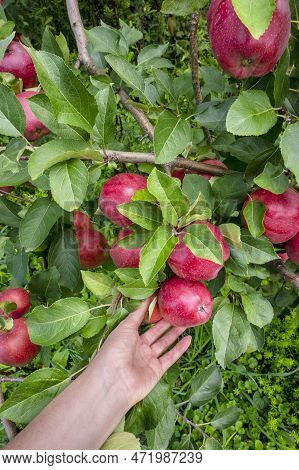 Red Ripe Apples On Apple Tree. Hand Picks Red Ripe Apple. Apple Orchard. Harvesting Time. Apple Orch