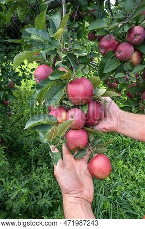 Gardeners Hands Picking Delicios Red Apples From Tree. Apple Orchard, Harvest Time.