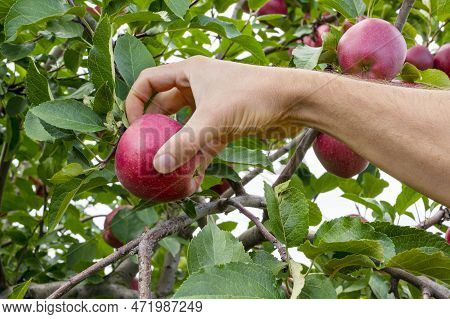 A mans hand holds red delicious apple on tree. apple from tree. Apple orchard, harvest time.