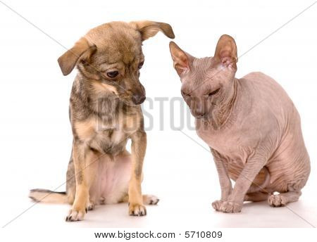 หมาน้อยและดอน Sphynx แมวแยกต่างหากบนพื้นหลังสีขาว