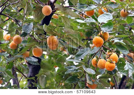 Japanese Persimmon Tree ( Kaki )