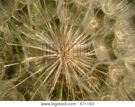 황금 민들레 근접 촬영