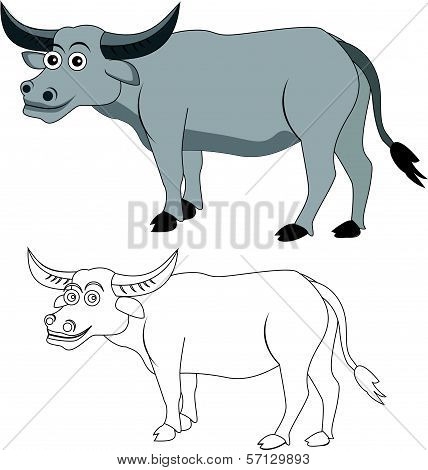 african cape buffalo