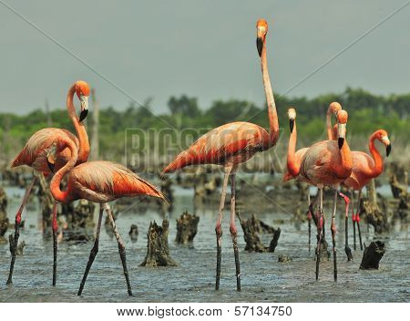 Great Flamingo  (phoenicopterus Ruber)