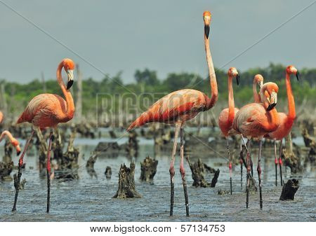 Great Flamingo  (phoenicopterus Ruber)