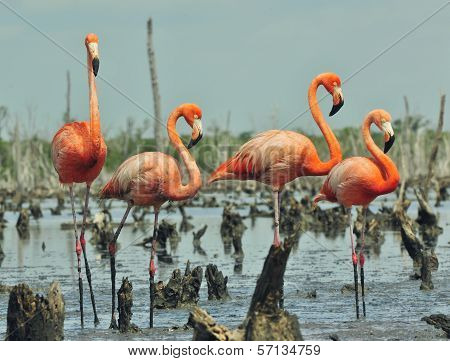 Great Flamingo  (phoenicopterus Ruber)