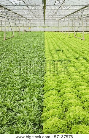 Growing Endive And Salad Plants In Glasshouse
