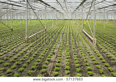 Planting New Young Salad Plants In Glasshouse