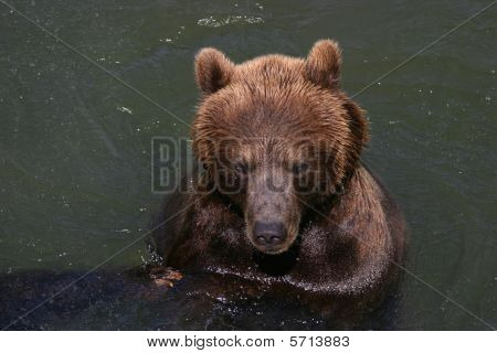 Banho urso de Kodiak