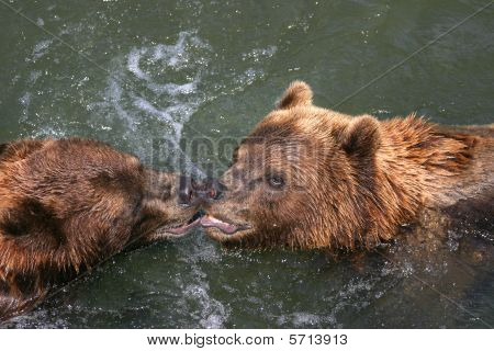 Beijos Kodiaks