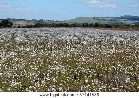 Cottongrass