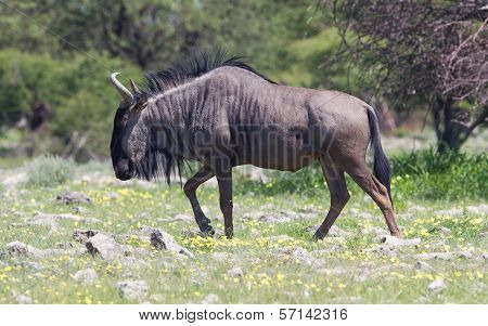 Wildebeest Walking The Plains Of Etosha National Park