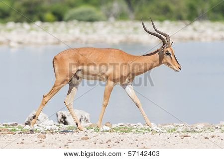 Male Black-faced Impala (aepyceros Melampus Petersi)