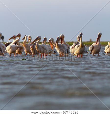 Great Pelicans Colony At Sahalin