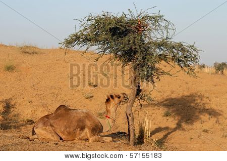 Camel