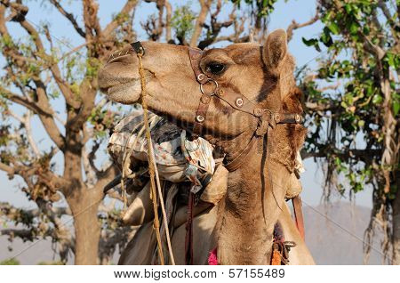 Camel