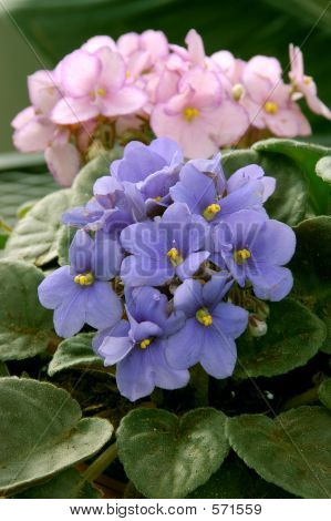 Violets แอฟริกัน (แอฟริกันไวโอเล็ต)