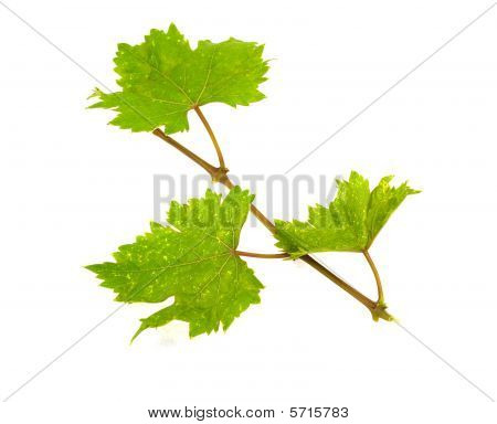 Izolované Grapevine