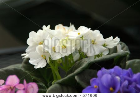 Violets แอฟริกัน (แอฟริกันไวโอเล็ต)