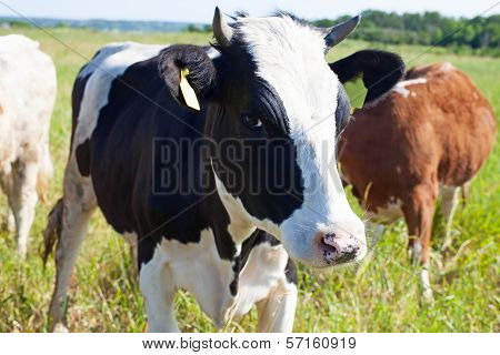 Cow On Pasture Summer