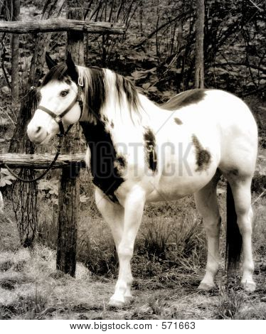 Cavalo