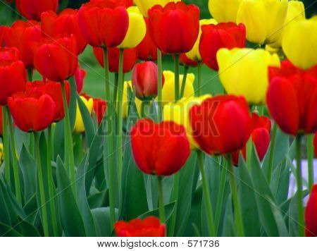 Gelbe und rote Tulpen