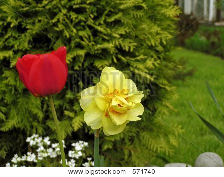 Tulpen im Park