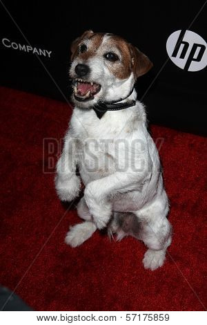 Uggie at the Weinstein Company's 2012 Golden Globe After Party, Beverly Hiltron Hotel, Beverly Hills, CA 01-15-12