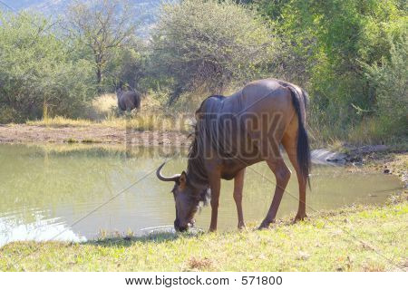 Picie Wildebeast