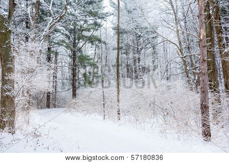 Winter Wonderland