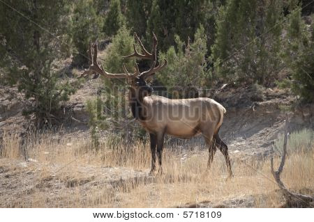 Bull Elk In velluto